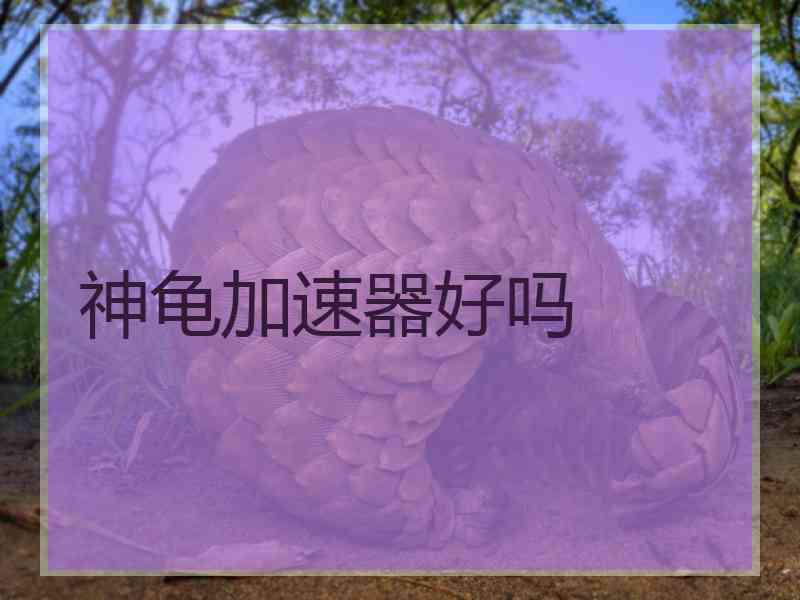 神龟加速器好吗
