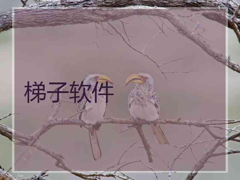 梯子软件